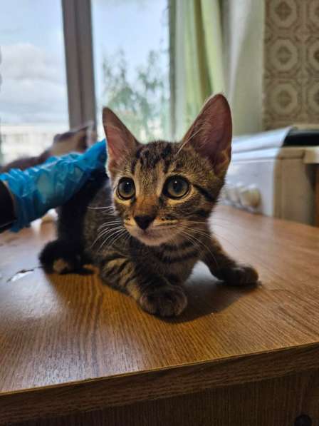 Котята в добрые руки в Москве фото 5