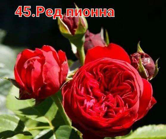 Саженцы роз в Уфе фото 4