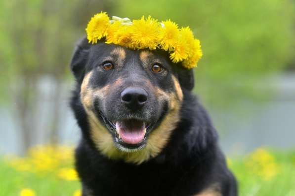 Прада в поиске дома