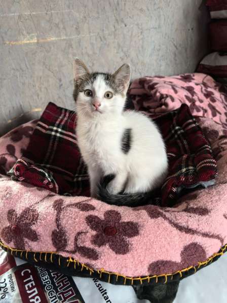 Мама-кошка с котенком-девочкой в добрые руки в Москве фото 3