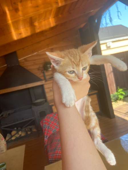 Котята в добрые руки в Краснодаре