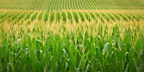 Орошаемые земли