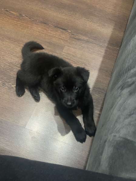 Немецкая овчарка черная в Черногорске