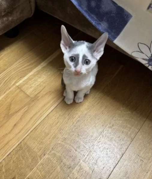 Котята Корниш-рекс в Москве фото 8