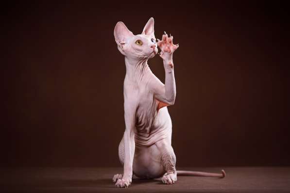 Питомник канадских сфинксов, эльфов, бамбино в Самаре фото 7