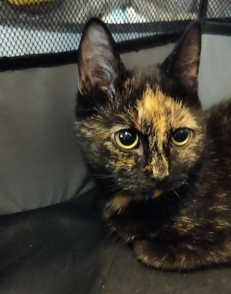 Отдам кошечку в добрые руки