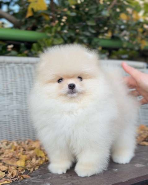 Щенок померанского шпица тип «мишка» в Краснодаре фото 4