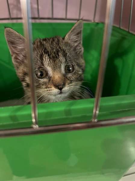 Котята в добрые руки в Москве фото 3