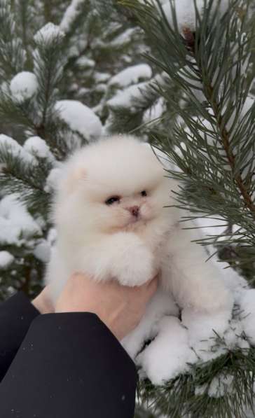 Померанский шпиц ДЕВОЧКА в