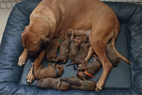 Родезийский риджбек в