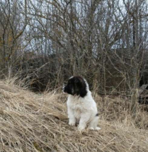 Маленькая Тяпа ищет семью в Москве фото 4