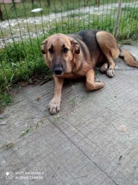 Молодая девочка Малышка ищет дом! в Москве