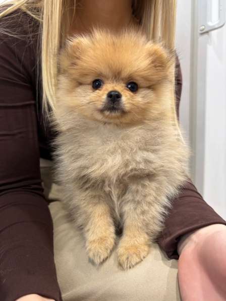 Померанский шпиц в Твери фото 4