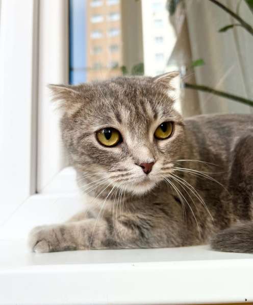 Вислоухая кошечка Энни в добрые руки в Москве фото 11