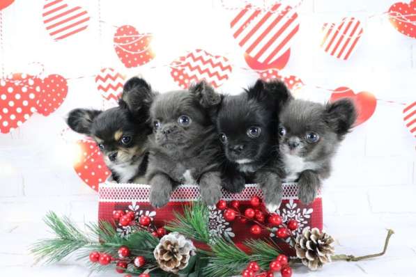 Чихуахуа щенки Москва с документами