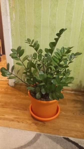 Продаются цветы в Сургуте фото 3