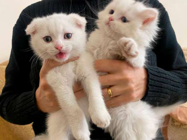 Шотландский белый вислоухий котёнок / Scottish Fold (white) в фото 14