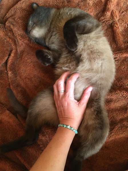 Кот тонкинез в Санкт-Петербурге фото 4