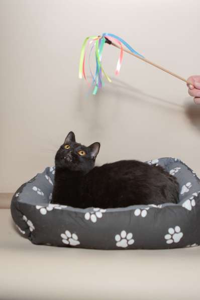 Черный ласковый кот Дэй в дар в Москве фото 5