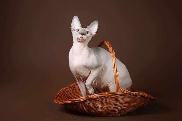 Питомник Эльфов, бамбино, Двэльфов, сфинксов в Находке фото 13