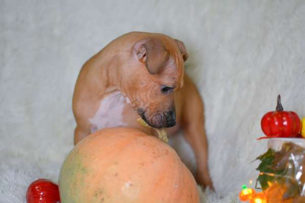 Щенки американского питбультерьера в Санкт-Петербурге