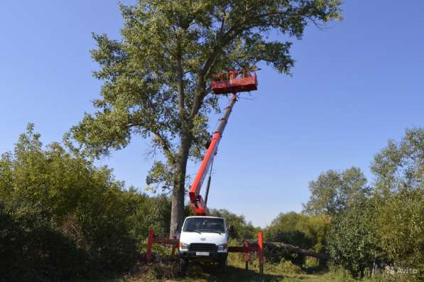 Спилить, удалить дерево в Щелково, Щелковском районе в Щелково