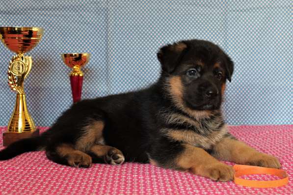 Щенки овчарки Питомник в фото 38