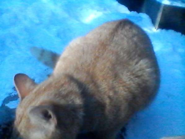 Рыжий котенок-подросток в Голицыне фото 3
