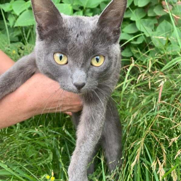 Русская голубая кошечка Клеопатра в дар в Москве
