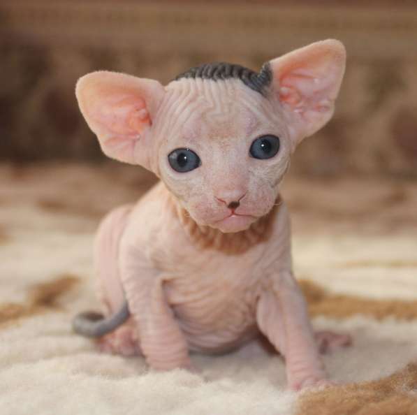 Котята Канадского сфинкса и Эльфов в Санкт-Петербурге фото 8