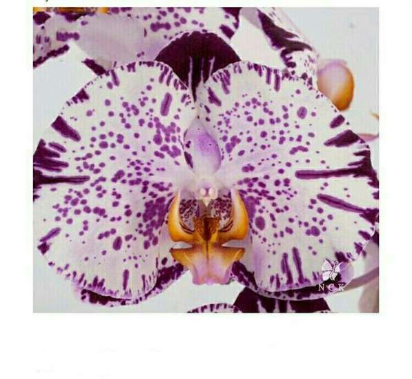 Подростки орхидей в размере 1.7 и 2.5 в Кстове