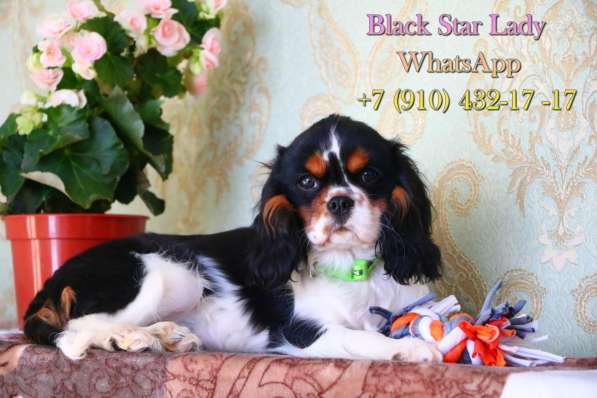 Щенки Кавалер Кинг Чарльз Спаниеля. Девочка трикол в Ростове-на-Дону