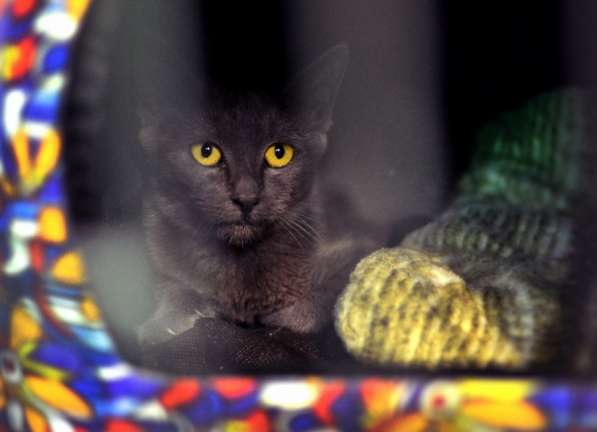 Кошечка Пенка мечтает о семье