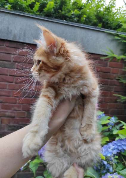 Meincoon мейн кун котята в фото 6