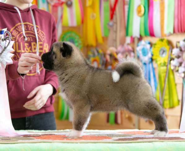 Щенки американской акиты в Рыбинске фото 4