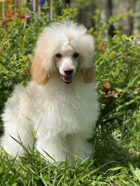 Пудель в Москве