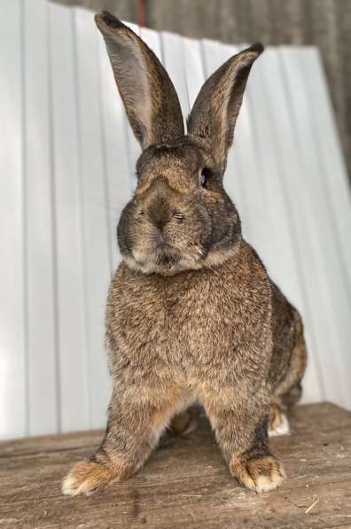 Кролики Гиганты Немецкий, Бельгийский Великан в Брянске фото 12