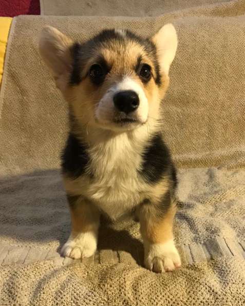 Welsh corgi pemproke в Москве