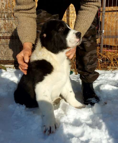 Шикарный парень САО, 3 мес в фото 6