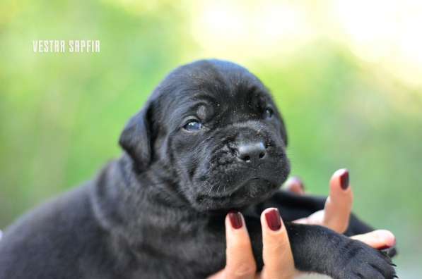 Кобель кане корсо в Симферополе фото 21