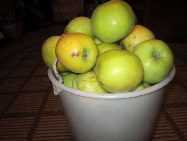 Яблоки Антоновка в Череповце фото 3