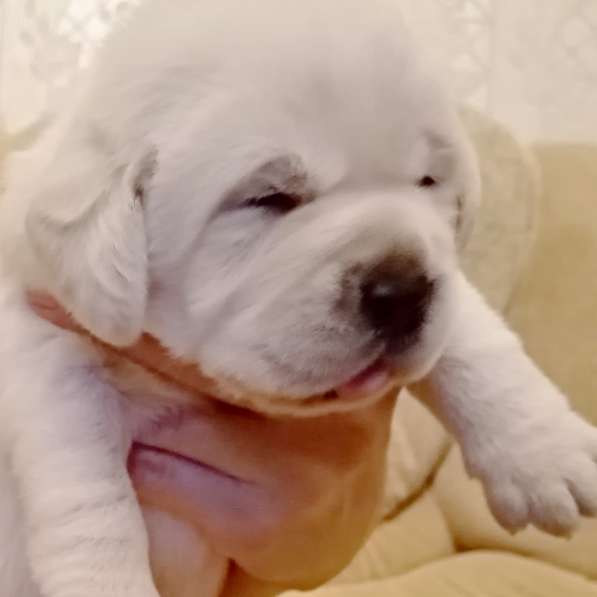 Очень красивые щенки лабрадорар в Иркутске фото 22