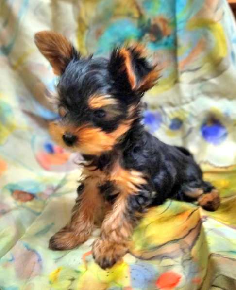 Красивый мальчик-йорк в Кирове фото 4