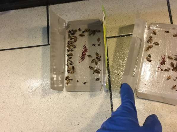 Уничтожение блох клопов тараканов муравьев крыс мышей и др в Пятигорске фото 4
