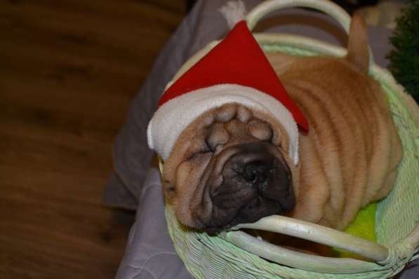 Щенки Шар-пея