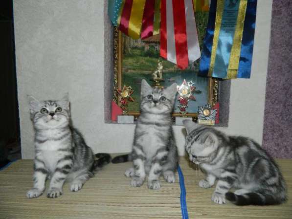 Шикарные британские котята в Ульяновске фото 4