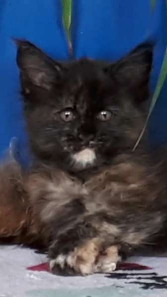 Мейн-кун в Иркутске фото 8