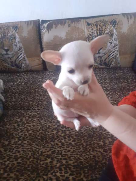 Поодам щенков чихуа в Дмитрове