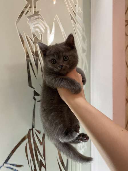 Шикарные шотландские котята в Симферополе фото 16