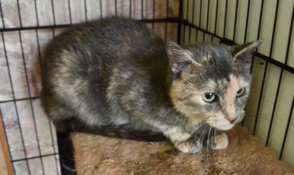 Скромная кошечка Дуня ищет дом! в Москве фото 8